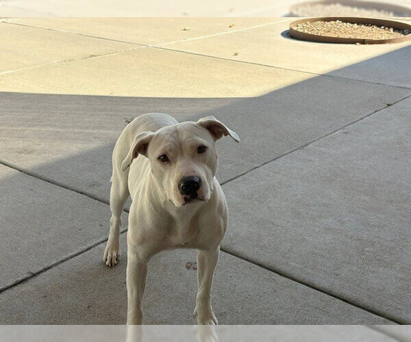 Medium Photo #1 Mutt Puppy For Sale in Tulsa, OK, USA