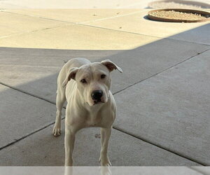 Mutt Dogs for adoption in Tulsa, OK, USA