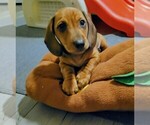 Small #2 Dachshund