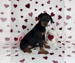 Small #2 Doberman Pinscher