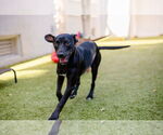 Small #2 Labrador Retriever Mix