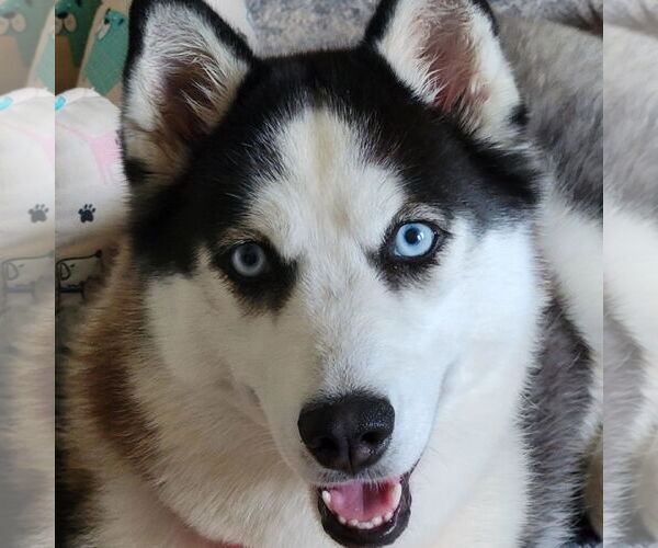 Medium Photo #4 Siberian Husky Puppy For Sale in Scottsboro, AL, USA
