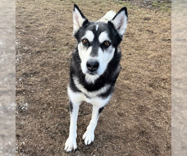 Medium Photo #1 Siberian Husky-Unknown Mix Puppy For Sale in West Valley, UT, USA