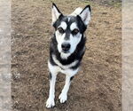 Small Siberian Husky Mix