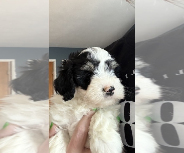 Medium Photo #1 Bernedoodle (Miniature) (+ Poodle Miniature) Puppy For Sale in URBANA, OH, USA