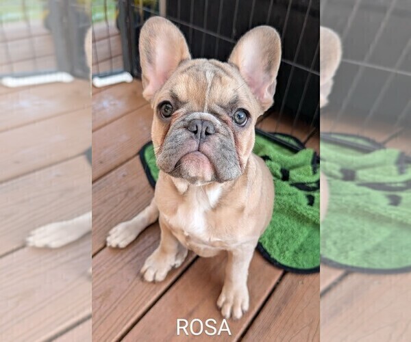 Medium Photo #3 French Bulldog Puppy For Sale in MCKINLEYVILLE, CA, USA
