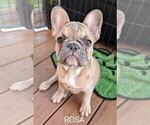 Small Photo #3 French Bulldog Puppy For Sale in MCKINLEYVILLE, CA, USA