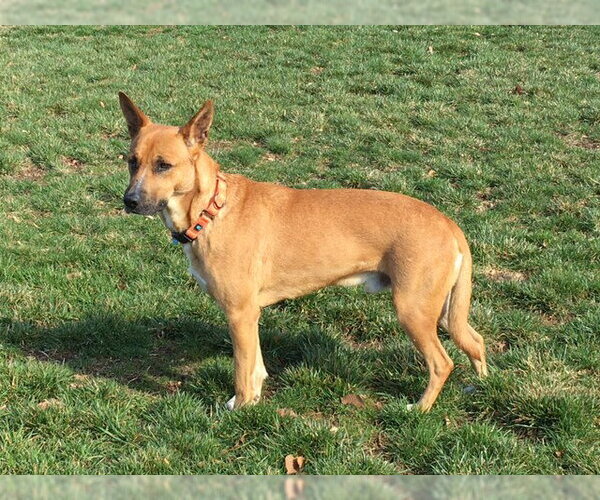 Medium Photo #17 Carolina Dog-Unknown Mix Puppy For Sale in Rockaway, NJ, USA