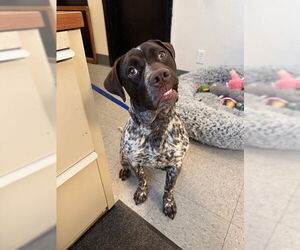 German Shorthaired Pointer-Unknown Mix Dogs for adoption in Big Bear City, CA, USA