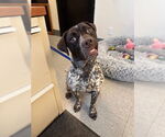 Small German Shorthaired Pointer Mix