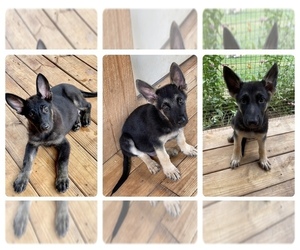German Shepherd Dog Puppy for sale in WHITMIRE, SC, USA