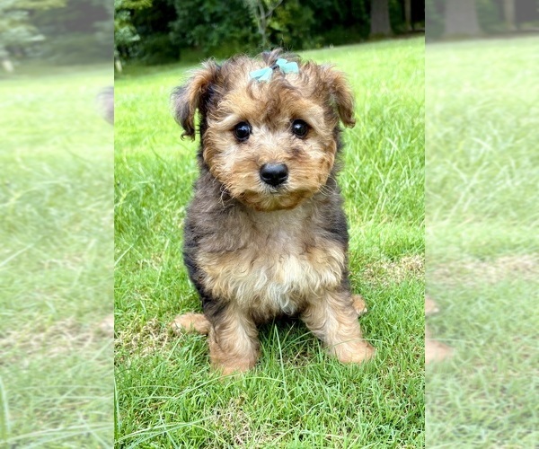 Medium Photo #4 YorkiePoo Puppy For Sale in FAIR HAVEN, MI, USA