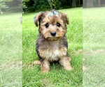 Small #3 YorkiePoo