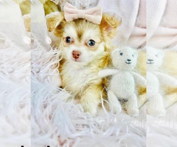 Medium Photo #2 Chihuahua Puppy For Sale in NAPLES, FL, USA