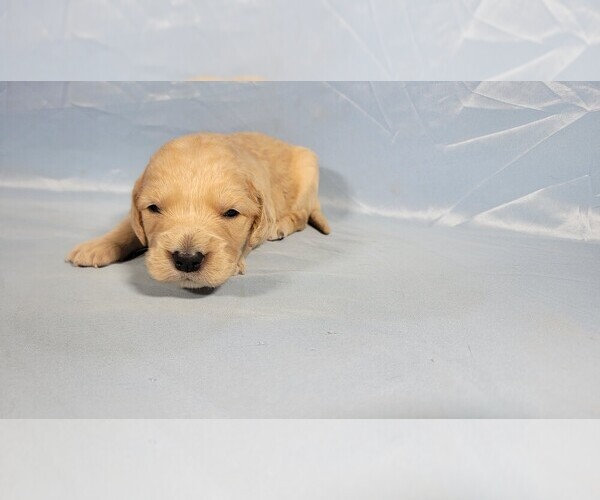 Medium Photo #6 Golden Retriever Puppy For Sale in BLACK FOREST, CO, USA