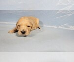 Small #5 Golden Retriever