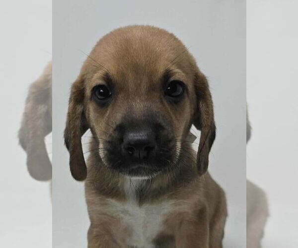 Medium Photo #2 Labrador Retriever-Unknown Mix Puppy For Sale in Brewster, NY, USA