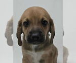 Small #1 Labrador Retriever Mix