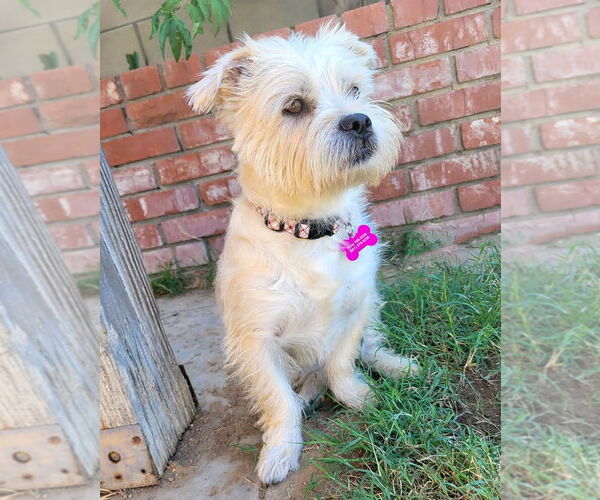 Medium Photo #1 Mutt Puppy For Sale in Corona, CA, USA