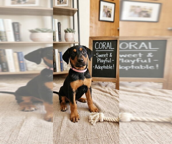 Medium Photo #1 Black and Tan Coonhound-Rottweiler Mix Puppy For Sale in Mooresville, NC, USA