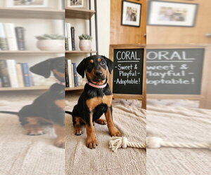 Black and Tan Coonhound-Rottweiler Mix Dogs for adoption in Mooresville, NC, USA