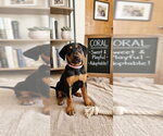 Small Black and Tan Coonhound-Rottweiler Mix