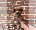 Small #1 Mutt