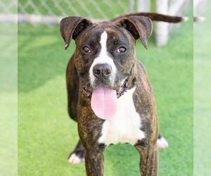 Boxer-Unknown Mix Dogs for adoption in Camarillo, CA, USA