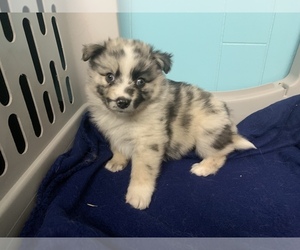Miniature Australian Shepherd-Pomsky Mix Puppy for sale in MIMS, FL, USA