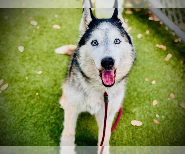 Medium Photo #1 Siberian Husky Puppy For Sale in Orlando, FL, USA