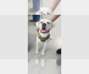 Boxer Dogs for adoption in Austin, TX, USA