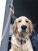 Small Photo #27 Golden Retriever Puppy For Sale in ARLINGTON, WA, USA
