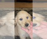 Small Photo #1 Golden Retriever Puppy For Sale in REDKEY, IN, USA