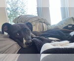 Small #29 American Pit Bull Terrier Mix