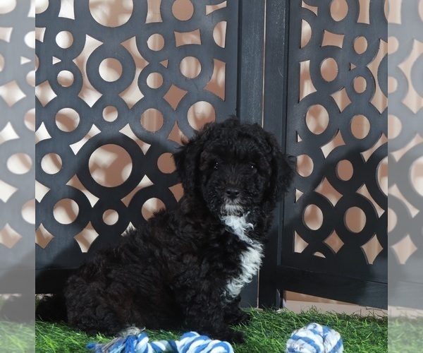 Medium Photo #2 Poodle (Miniature) Puppy For Sale in MOUNT VERNON, OH, USA