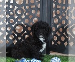 Small #1 Poodle (Miniature)