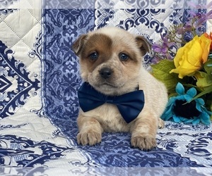 Australian Cattle Dog Puppy for sale in LANCASTER, PA, USA