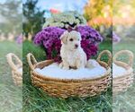 Litter of 3 - Female Havanese-Maltipoo (Miniature) MixLitter of Puppies for Sale - Photo #5