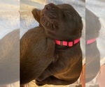 Puppy Pink Collar Labrador Retriever