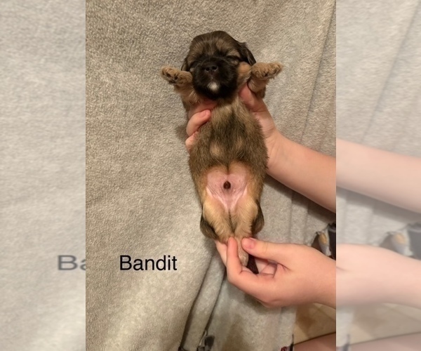 Medium Photo #5 Shih Apso Puppy For Sale in SCOTTSDALE, AZ, USA