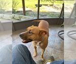 Small Black Mouth Cur