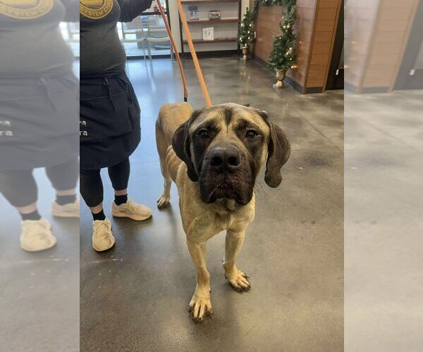 Medium Photo #1 Mastiff Puppy For Sale in New York, NY, USA