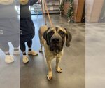 Small Mastiff