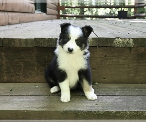 Border Collie Puppy for Sale in WARSAW, Ohio USA