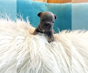 French Bulldog Puppy for sale in ATLANTA, GA, USA