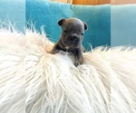 Small French Bulldog