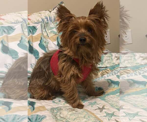 Medium Photo #1 Mutt Puppy For Sale in Cookeville, TN, USA
