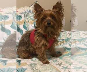 Mutt Dogs for adoption in Cookeville, TN, USA