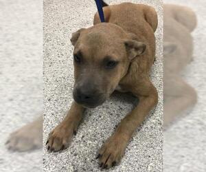 Labrador Retriever Dogs for adoption in Conroe, TX, USA