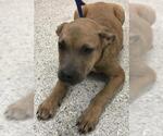 Small Labrador Retriever